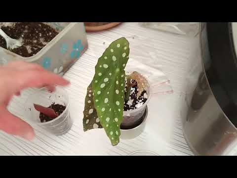 Видео: Укоренение бегонии пятнистой листом