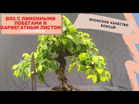 Видео: Удивительное растение: Бонсай из Zelkova Yuzen. Японский вяз бонсай.