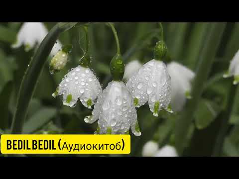 Видео: ЯТИМ(Повест)-Қисми 6