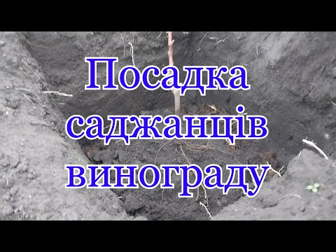 Видео: Посадка саджанців винограду