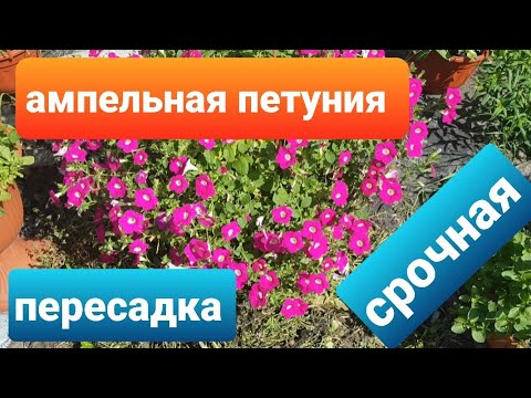 Видео: Пересадка взрослой ампельной петунии в больший объём/ вегетативная петуния Blanket Rose