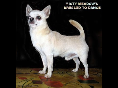 Видео: #ИНБРИДИНГ у собак ЧЕМ ОПАСЕН ? 07.03.24. #чихуахуа #купитьчихуахуа 89215950848 #продаю_щенка