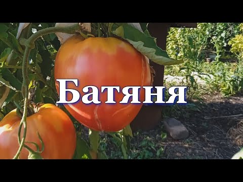 Видео: Томаты Батяня