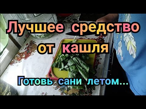 Видео: СИРОП ПОДОРОЖНИКА на зиму. Домашний РЕЦЕПТ. Лучшее средство от кашля.