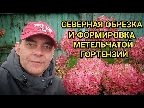 Видео: СЕВЕРНАЯ обрезка метельчатой гортензии Самарская Лидия для раннего и обильного цветения 🌸 #garden