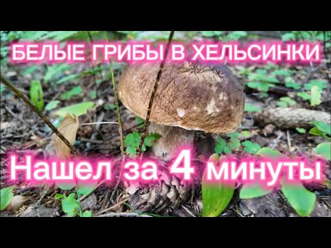 Видео: Не поверите — белые грибы в лесопарке Хельсинки!
