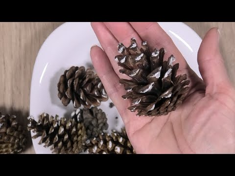 Видео: Как быстро раскрыть еловые шишки для поделок и декора