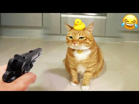 Видео: Смешные питомцы, от которых у вас заболит живот от смеха! 😅