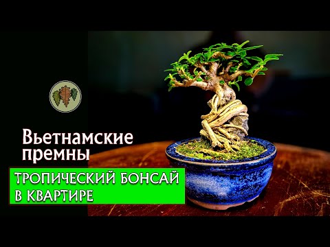 Видео: Вьетнамские премны / тропический бонсай в квартире  @Studio.Bonsai