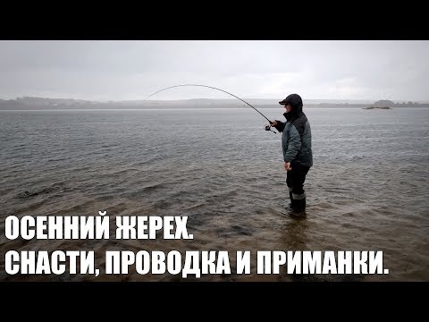 Видео: Как поймать жереха осенью? Места стоянок, приманки и проводки.