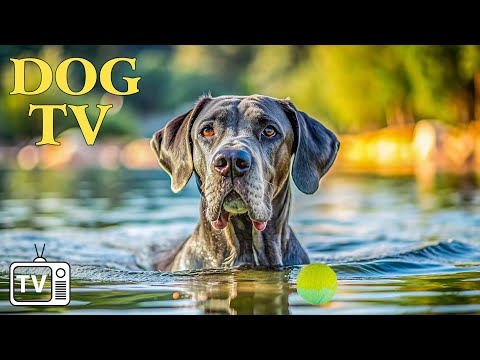 Видео: DOG TV: Видео для собак, чтобы не скучать — лучшая музыка, которая сделает вашу собаку счастливой...