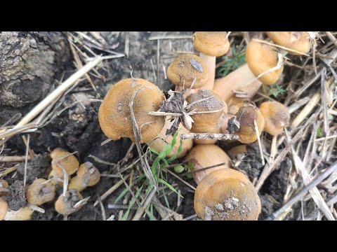 Видео: 17.10.25г. Выехали в лес погулять посмотреть грибочки🤔🤣