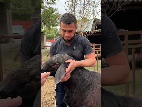 Видео: Ұрықтыққа 4 бас қошқар сатылады  ☎️ +7 700 809 0304