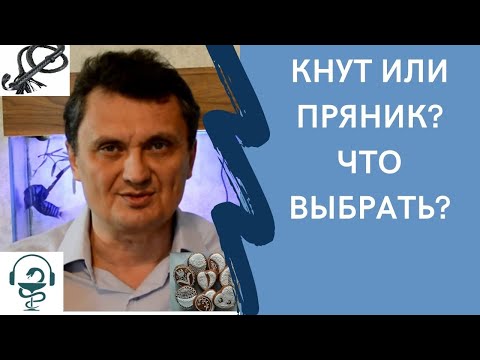 Видео: Кнут и пряник. Что правильно?