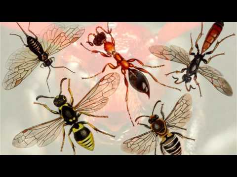 Видео: Класс насекомые. Систематика