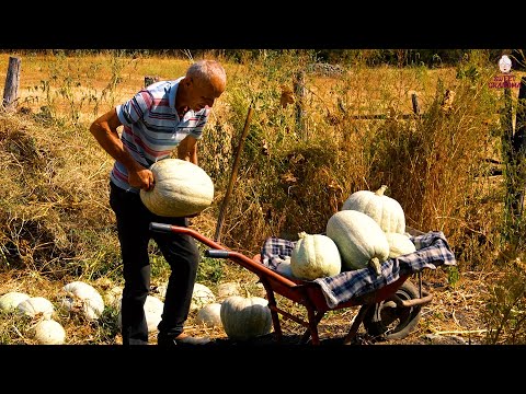 Видео: Традиционная азербайджанская кухня — бабушка и дедушка собирают урожай тыкв в горной деревне