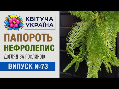 Видео: Папороть нефролепіс - догляд в кімнатних умовах