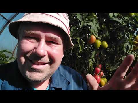 Видео: Копаю картоху сразу в тележку