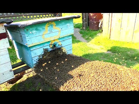 Видео: Как объединить рой с семьёй?