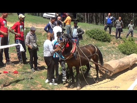 Видео: ЗА ПРАЗНИКОТ ЃУРЃОВДЕН ВО БЕРОВО ОДРЖАН НАТПРЕВАР ВО ВЛЕЧЕЊЕ ТРУПЦИ СО КОЊИ.