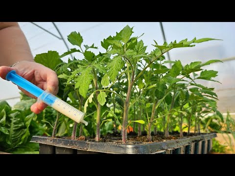 Видео: Вот что вам нужно знать, чтобы вырастить собственную рассаду овощей!