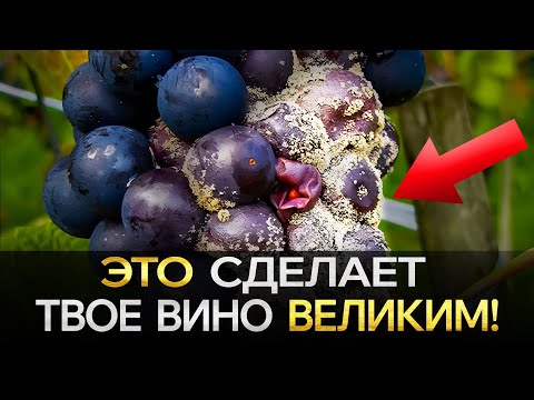 Видео: Что на САМОМ ДЕЛЕ определяет конечный вкус Вина? ⎪Тонкости Виноделия, о которых ты НЕ знал!