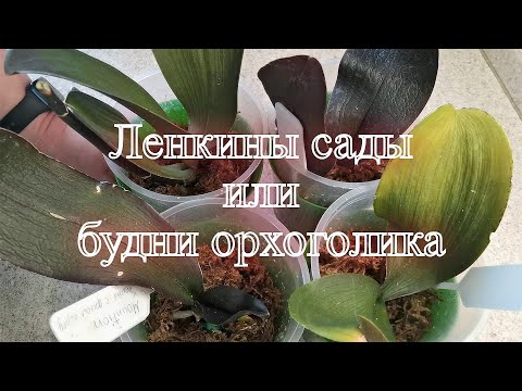 Видео: Реанимашки 1,5 месяца в моховых гнездах Результаты и размещение в новые посадки
