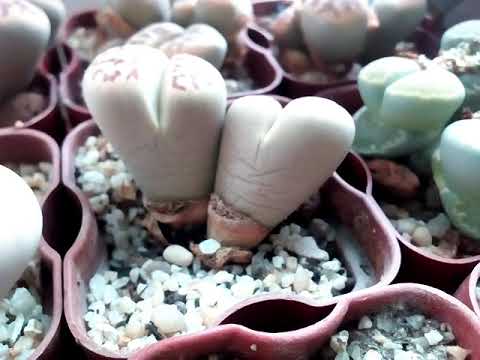 Видео: Полив взрослых литопсов. Lithops "drink"😊