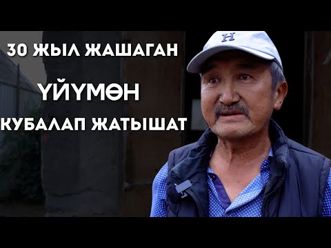 Видео: Үйүмдү экиге бөлүп квартирант киргизип койду