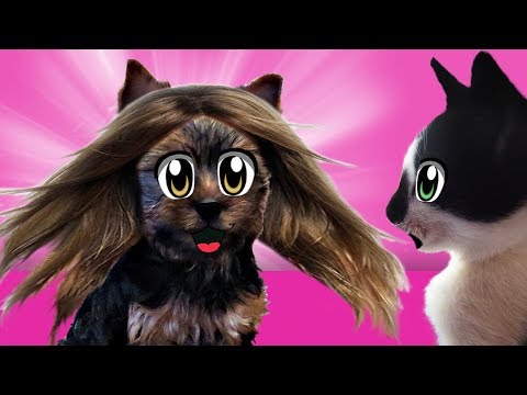 Видео: СМЕШНОЙ КОТ И КОШКА МУРКА НЕ УЗНАЛИ ПУПСЮ! КРОЛИК БАФФИ ПОДДЕРЖАЛА НОВУЮ ПРИЧЕСКУ ЙОРКА ПУПСИ