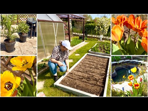 Видео: Меняется на глазах / Посадила огурцы / Посеяла астру / Пересадила пальмы / Спасла клематис
