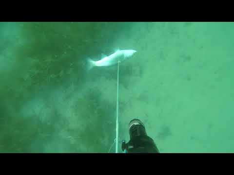 Видео: подводная охота осень 2021 кефаль лобан