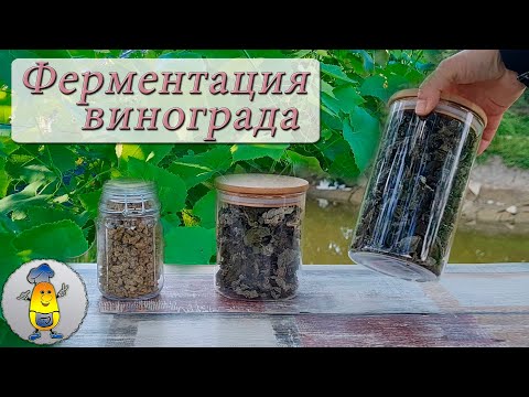 Видео: Ферментация виноградных листьев для чая - все шаги от А до Я