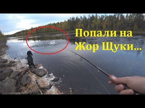 Видео: Рыбалка в Карелии Осенью. ЖОР Щуки. Глухие места.