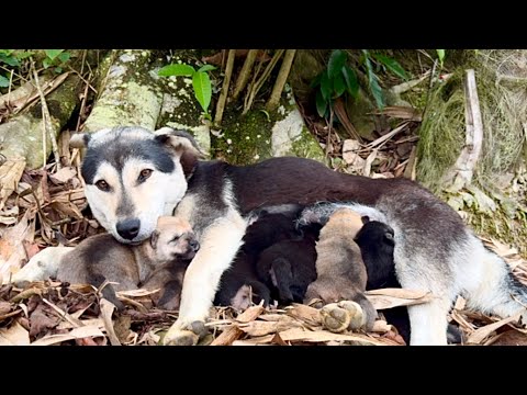 Видео: Под деревом пряталась мама-собака и шесть щенков 🐶. То, что она сделала дальше, удивляет! 🐶❤️👍