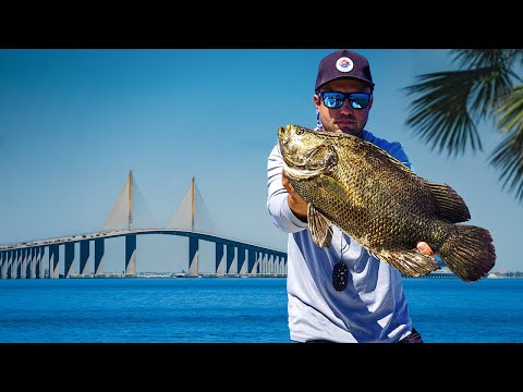 Видео: Рыбалка в самом переловленном месте залива Тампа!