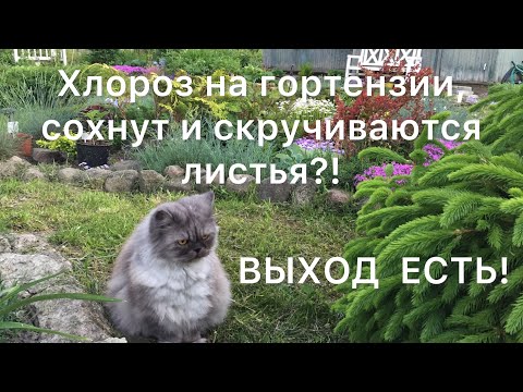 Видео: ХЛОРОЗ, СОХНУТ И СКРУЧИВАЮТСЯ ЛИСТЬЯ НА ГОРТЕНЗИЯХ?! Как я с этим справляюсь