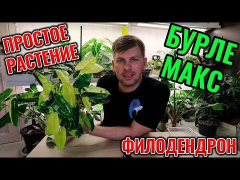 Видео: РАЗМНОЖАЕМ ФИЛОДЕНДРОН БУРЛЕ МАКС ЯРКИЙ РЕЖЕМ ЯРКИЙ КРУПНЫЙ КУСТ Классное комнатное растение