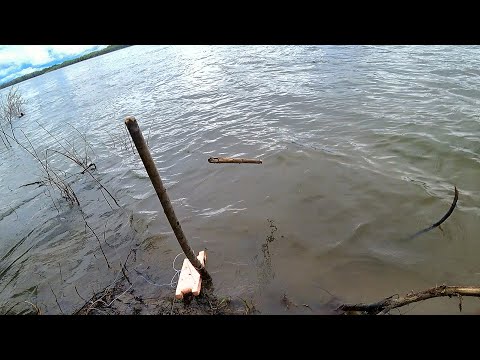 Видео: ПОДОШЛИ К РЕЗИНКАМ, а ОНИ ВЗЛЕТАЮТ! КАК БЫ КОЛЫ НЕ ВЫРВАЛО! ЭТО КЛЁВ МЕЧТЫ! НАЛОВИЛИ НЕ УВЕЗТИ!