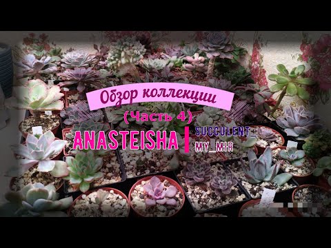 Видео: Обзор коллекции суккулентов (часть 4)