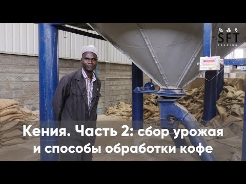 Видео: Кения. Часть 2: сбор урожая и способы обработки кофе