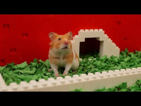 Видео: Хомяк в яме с мячом