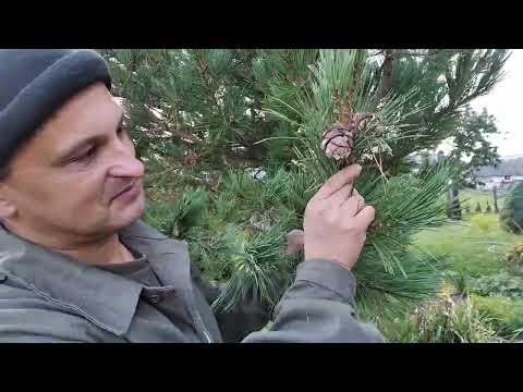 Видео: Кедр корейский(согласно  документам) в Беларуси. Первый урожай.