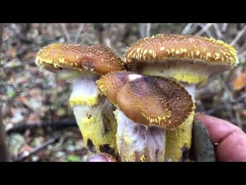 Видео: Назбирав грибів де ще ніхто не збирав