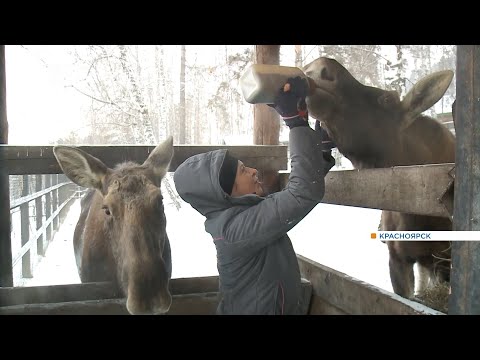 Видео: В парке «Роев ручей» показали, как согревают животных в мороз