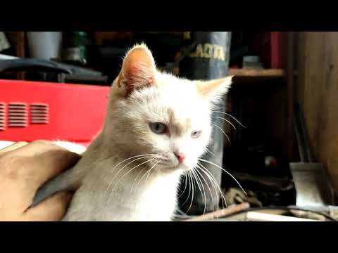 Видео: Ремонт лонжеронов Мазда МПВ.