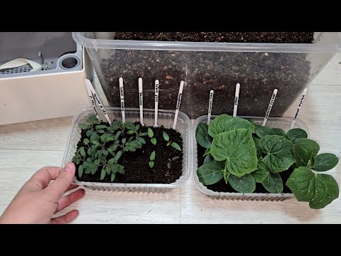 Видео: ЗИМНИЙ ОГОРОД на окне часть 3   пересадка рассады томатов и огурцов на фитильный полив и в грунт