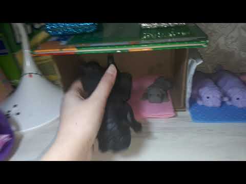 Видео: Новый питомец !сквиши собаки