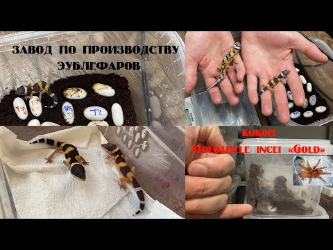 Видео: Фабрика эублефаров. Кокон Holothele incei "Gold"