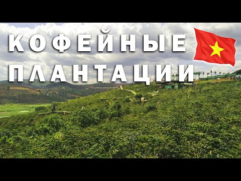 Видео: Wonderful Vietnam: Кофейные плантации Далата. Как производят самый дорогой кофе в мире во Вьетнаме